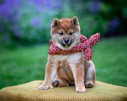 picture of dog