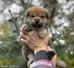 picture of dog