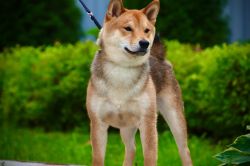 picture of dog