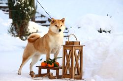 picture of dog