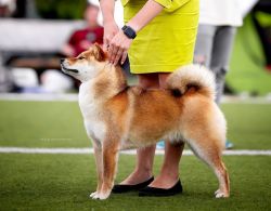 picture of dog