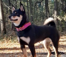 picture of dog