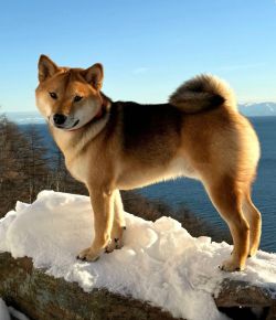 picture of dog