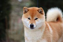 picture of dog