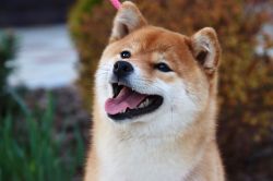 picture of dog