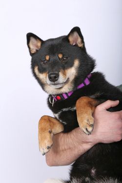 picture of dog