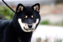 picture of dog