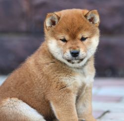 picture of dog