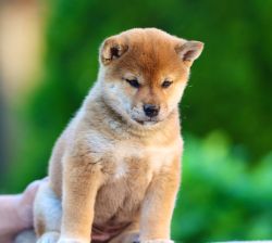 picture of dog