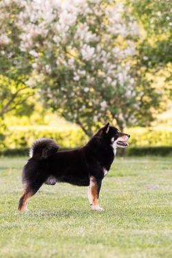 picture of dog