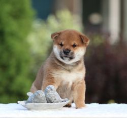 picture of dog