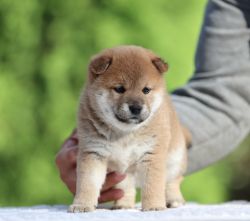 picture of dog