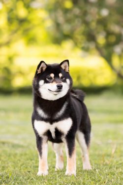picture of dog