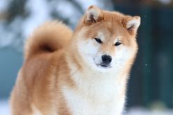 picture of dog