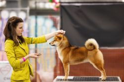 picture of dog