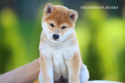picture of dog