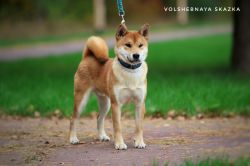 picture of dog