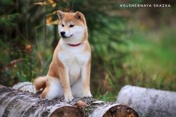picture of dog