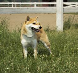 picture of dog