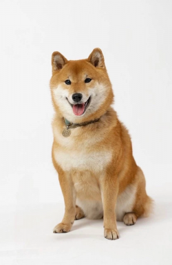 picture of dog