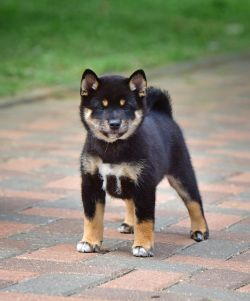 picture of dog