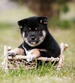 picture of dog