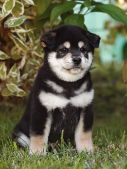 picture of dog