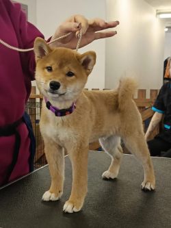 picture of dog