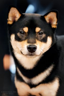 picture of dog