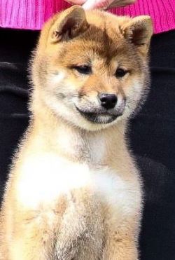 picture of dog