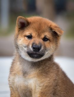 picture of dog