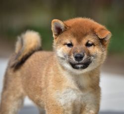 picture of dog