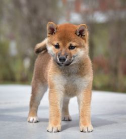 picture of dog