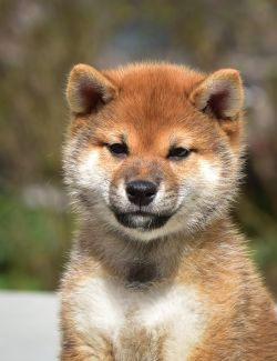 picture of dog