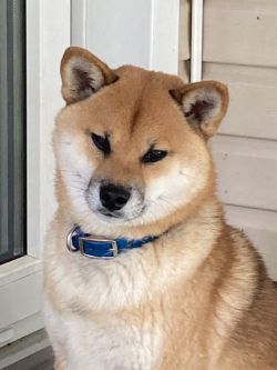 picture of dog