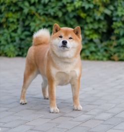 picture of dog