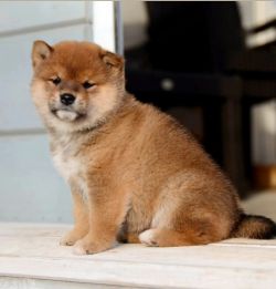 picture of dog