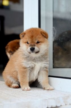 picture of dog