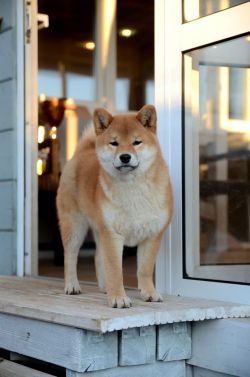 picture of dog