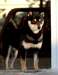 picture of dog