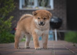 picture of dog