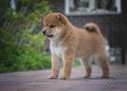 picture of dog