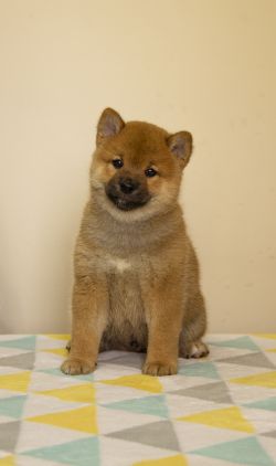 picture of dog