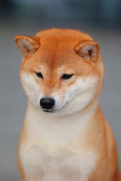 picture of dog