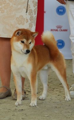 picture of dog