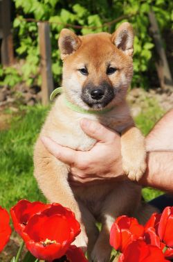 picture of dog
