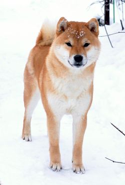 picture of dog