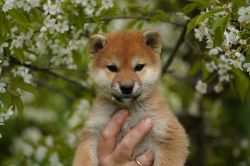 picture of dog