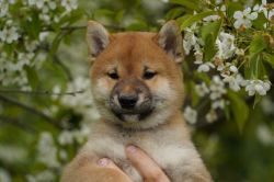 picture of dog