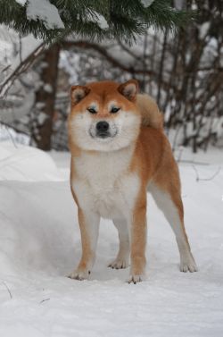 picture of dog
